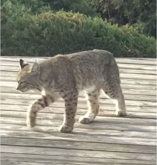 Montecito Heights bobcat screenshot